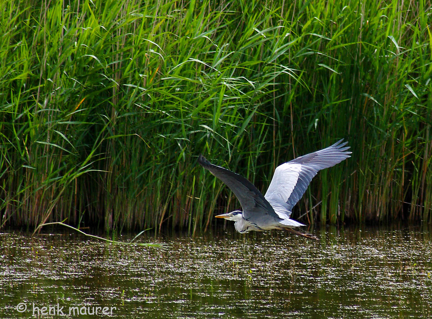 Blue heron in flight