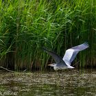 Blue heron in flight