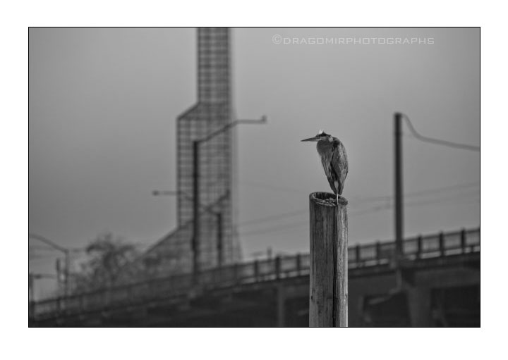 Blue Heron One 