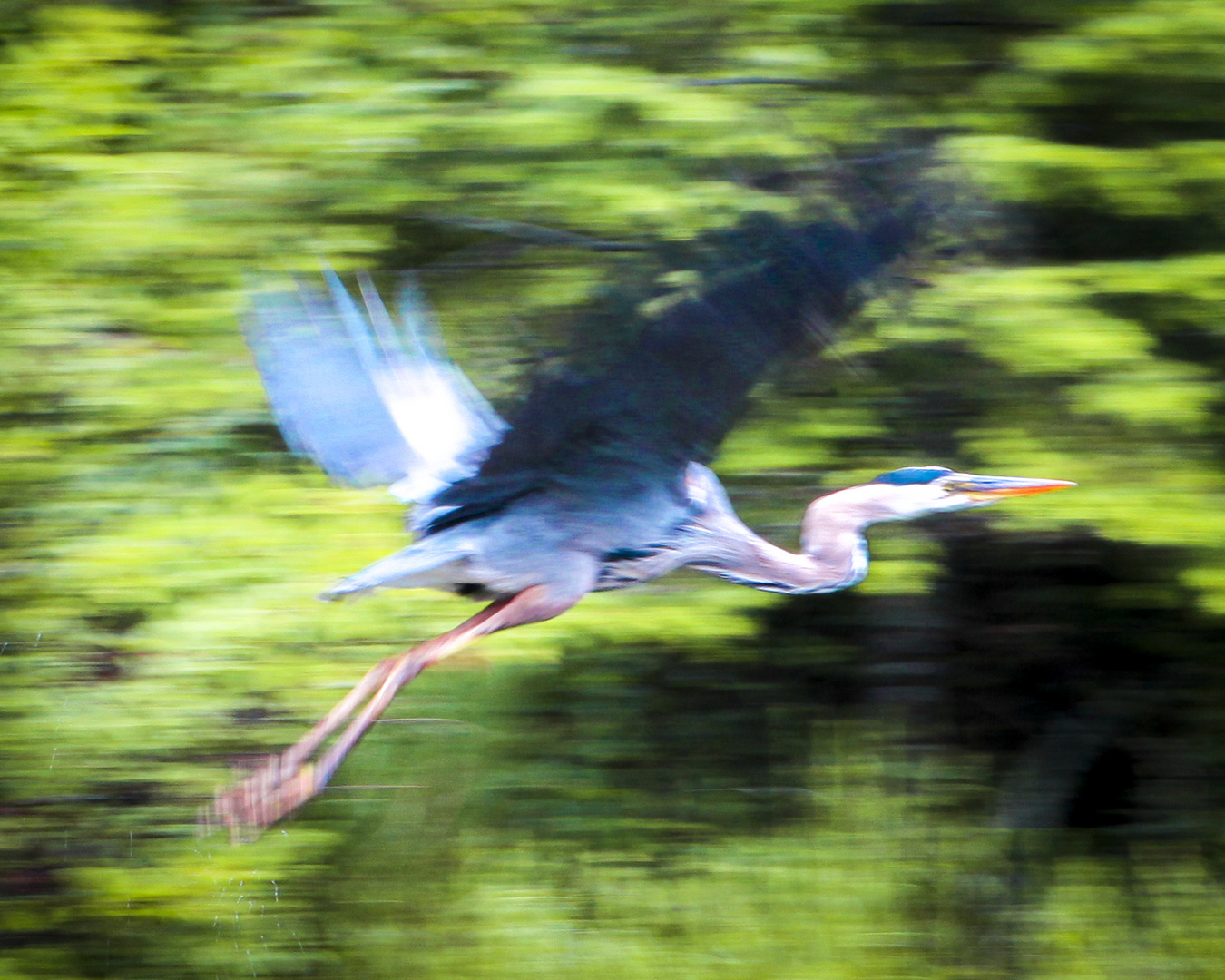 Blue Heron_Algonquin Park