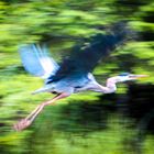 Blue Heron_Algonquin Park