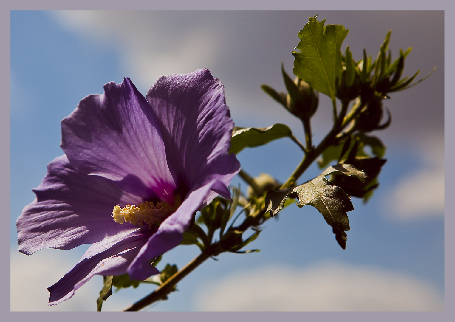 Blue Hibiscus