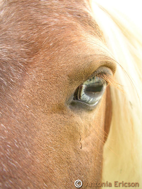 Blue horse eye