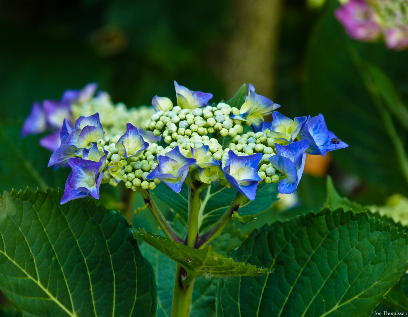 Blue Hortensia Blooms