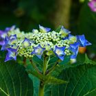 Blue Hortensia Blooms