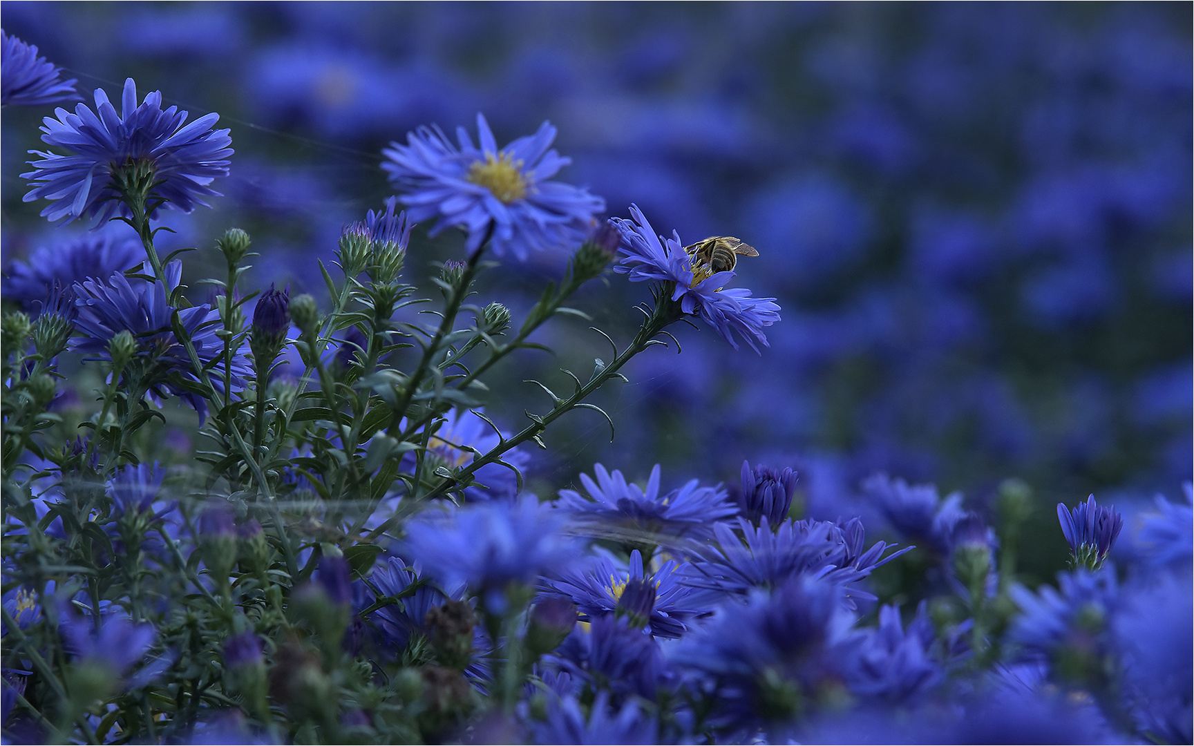 blue hour