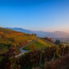 Blue Hour on Vineyard