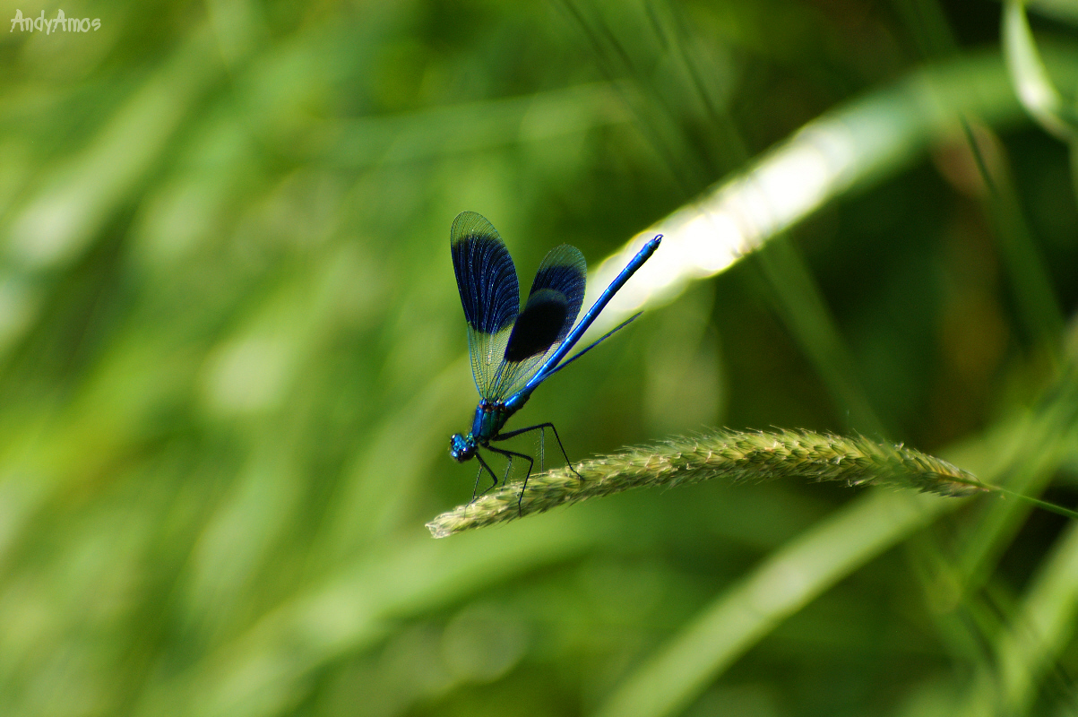 Blue Hunter