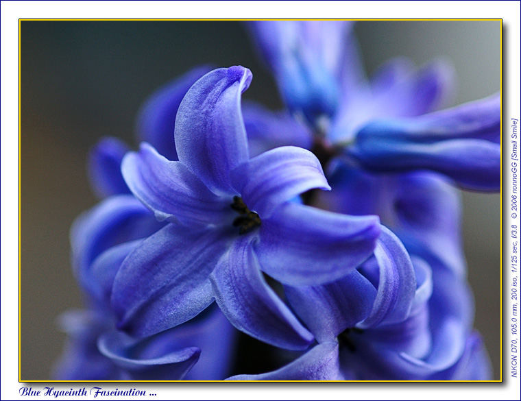 Blue Hyacinth charm