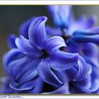 Blue Hyacinth charm