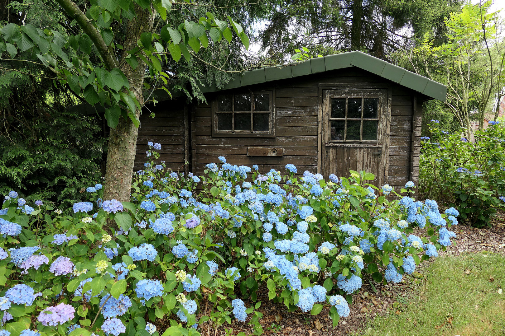 Blue Hydrangea