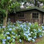 Blue Hydrangea