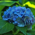 Blue Hydrangea