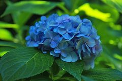 Blue Hydrangea