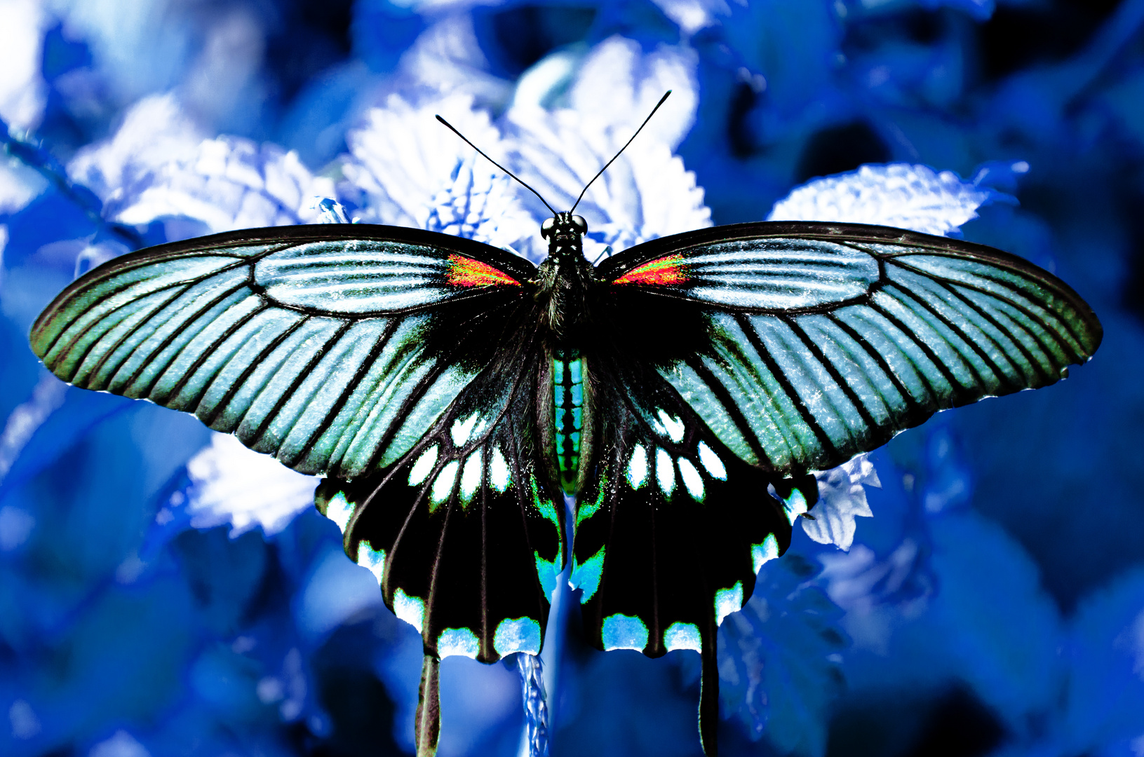 Blue Ice Butterfly