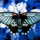 Blue Ice Butterfly