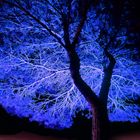 "Blue illuminated Tree"