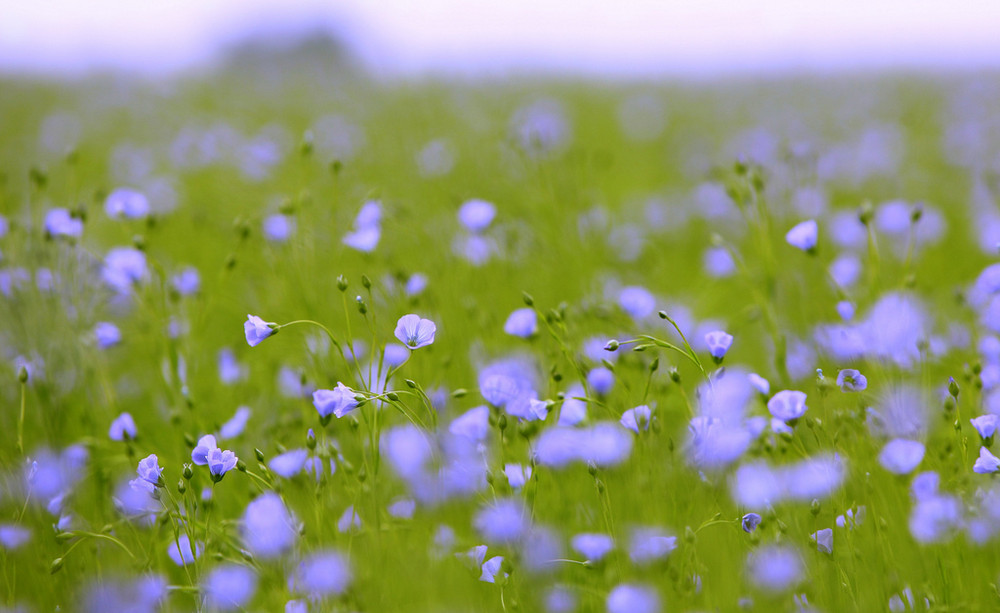 Blue in Green