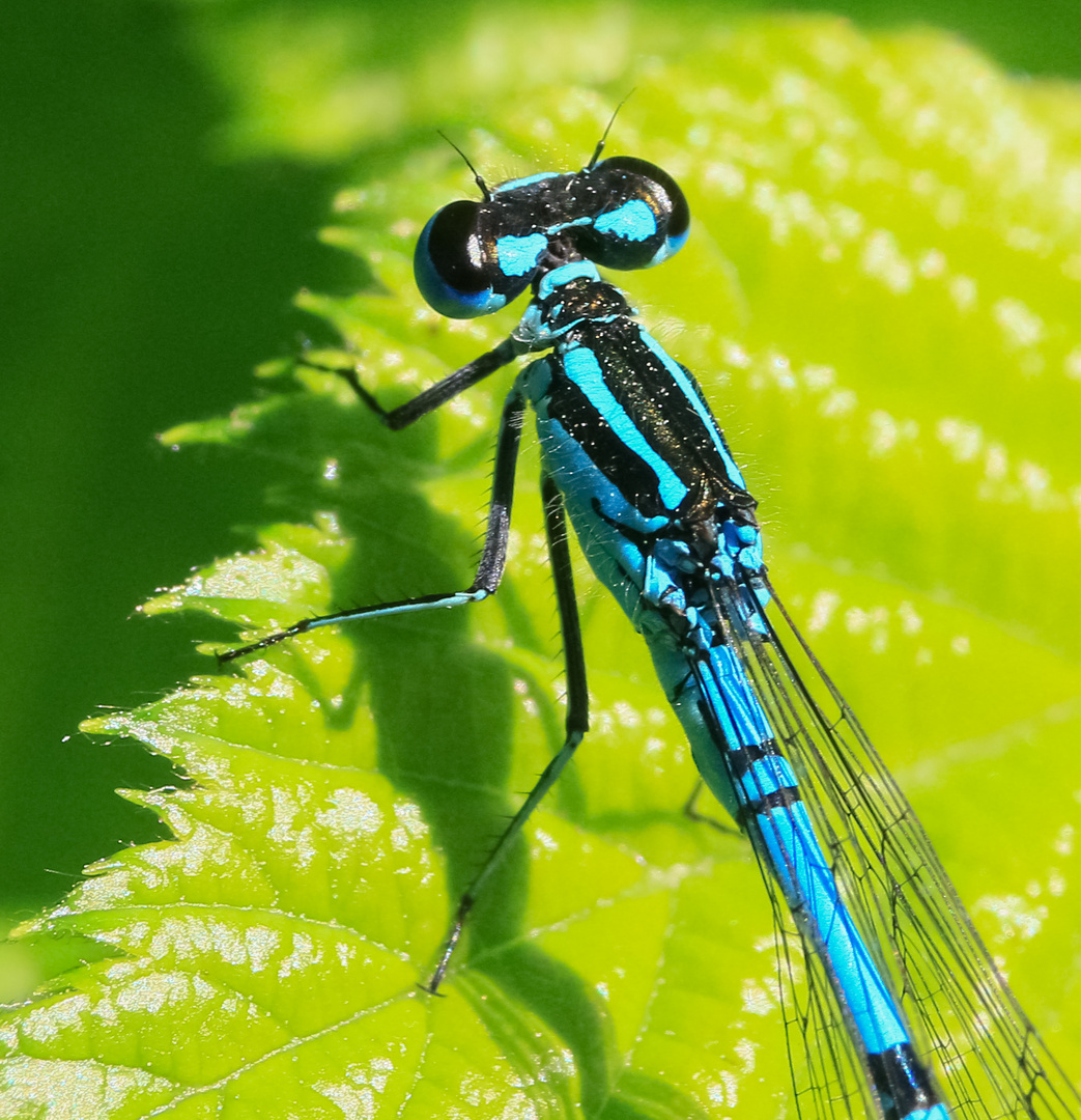 Blue in green