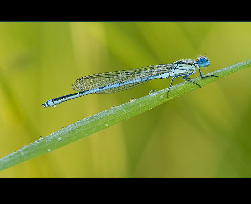 Blue in Green