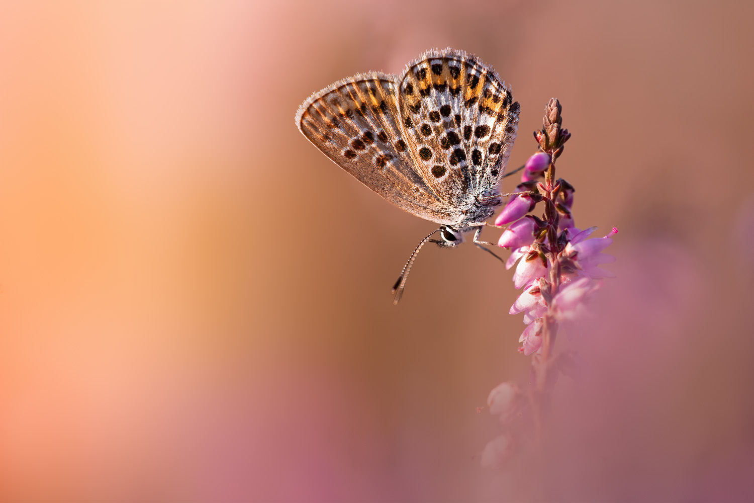 Blue in Pink