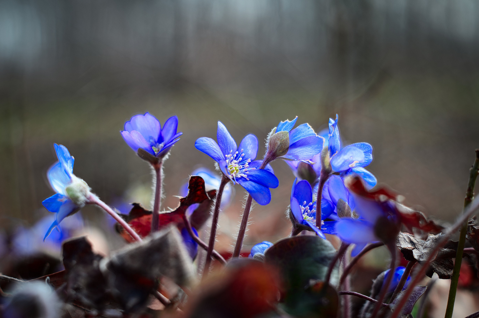 Blue in the forest