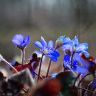 Blue in the forest