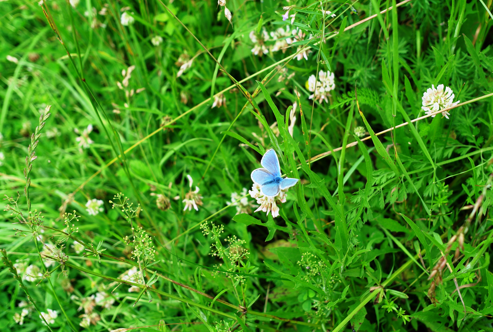 Blue in the Green