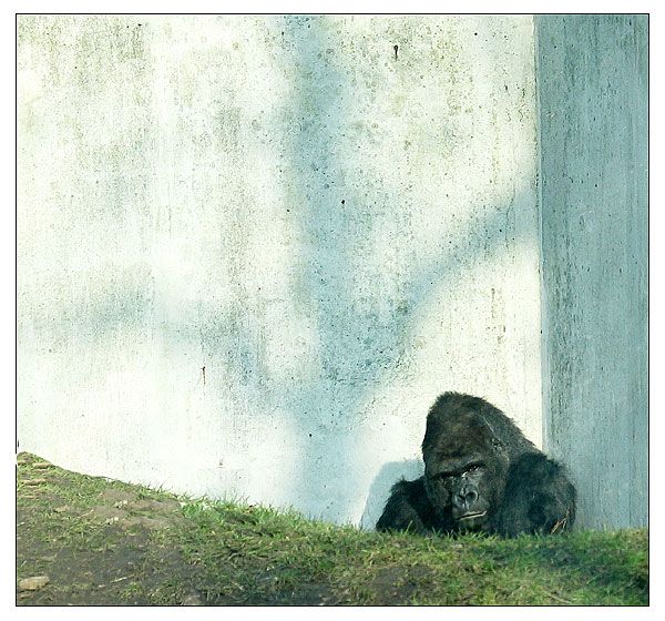 Blue in Zoo