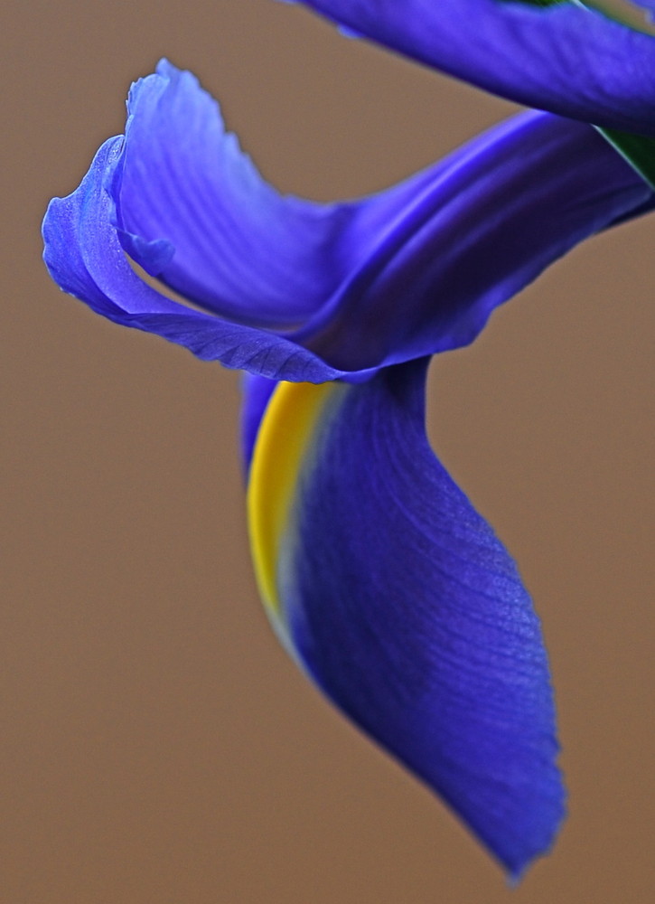 blue iris