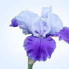 Blue Iris