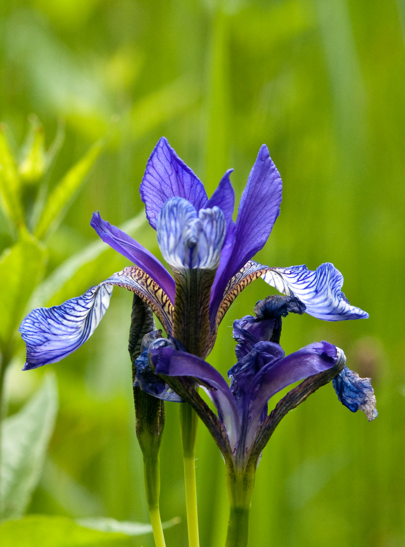 Blue Iris