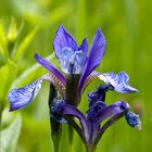 Blue Iris