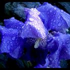 blue iris