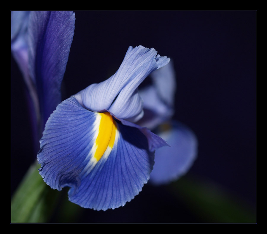 Blue Iris