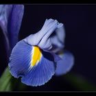 Blue Iris