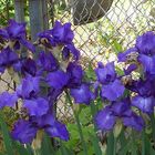 Blue Irises