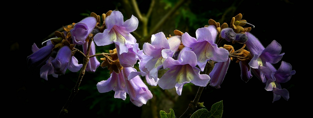 Blue Jacaranda (2)