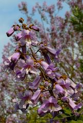 Blue Jacaranda (3)