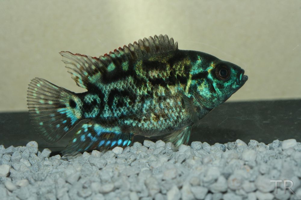 " Blue Jack Dempsey"