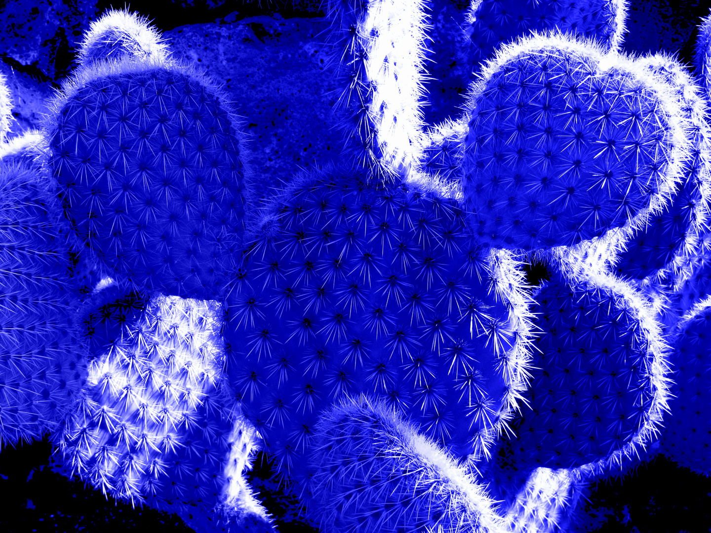 blue Jardin de Cactus