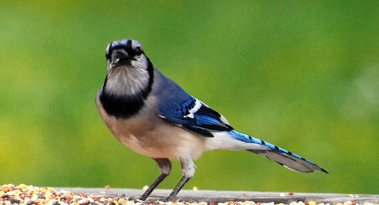 Blue Jay 2