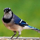 Blue Jay 2