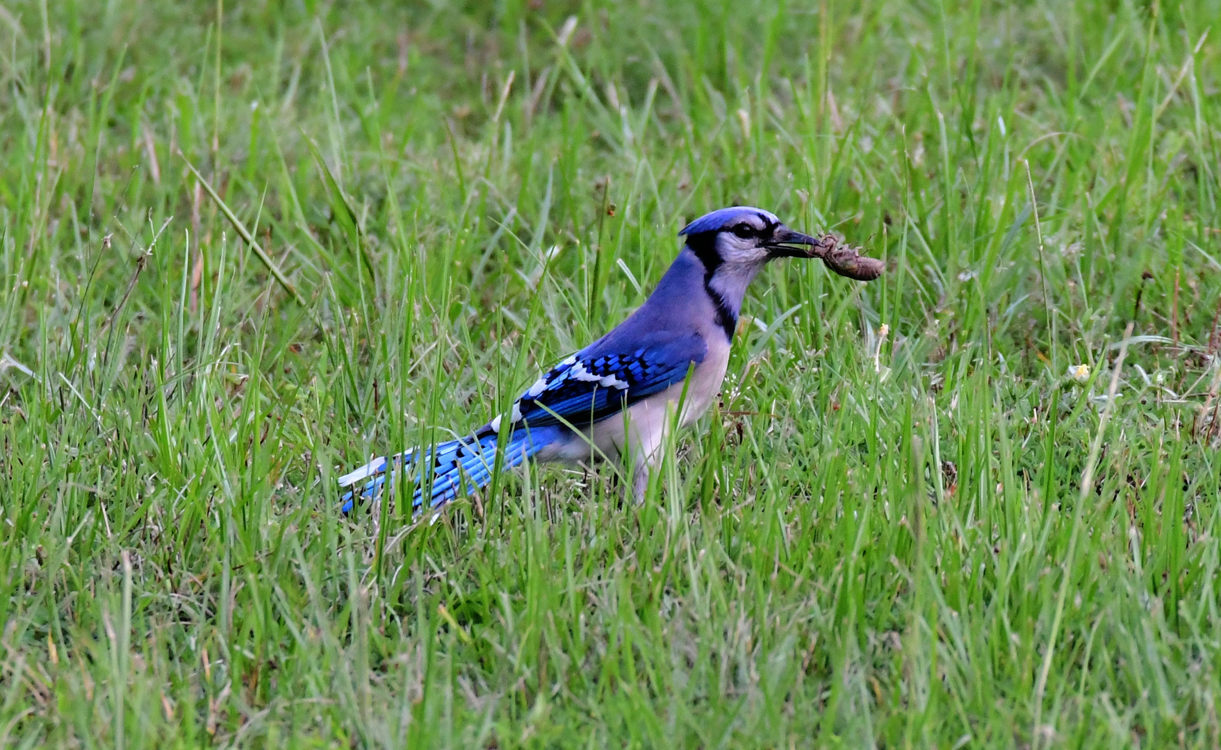 Blue Jay