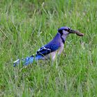 Blue Jay