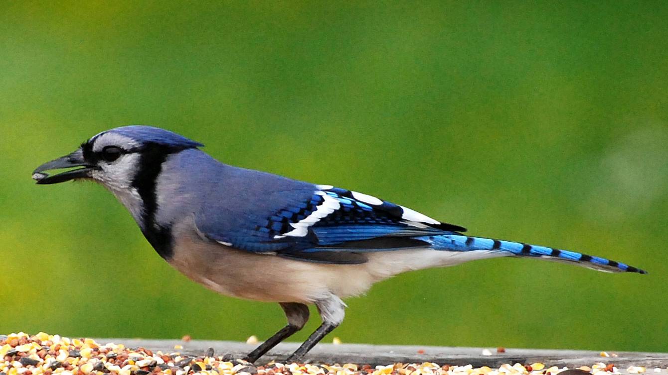 Blue Jay