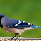 Blue Jay