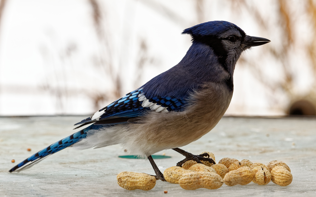 blue jay