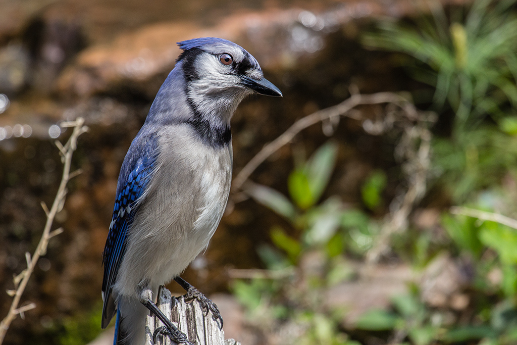 Blue Jay