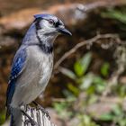 Blue Jay